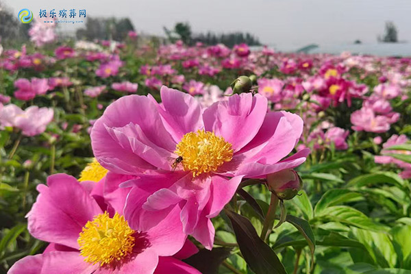 南京墓地草坪葬的意义是什么？